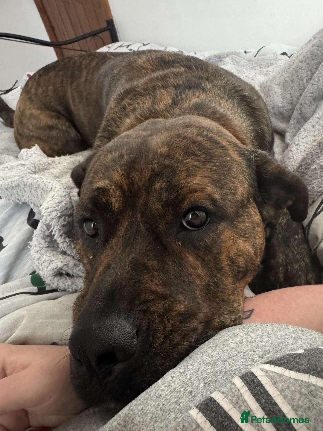 Mixed Breed dogs for sale: Dog for sale - Image 7