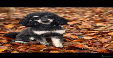 Cockapoo dogs - Advert 5