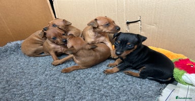 Miniature Pinscher dogs - Advert 13