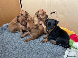 Miniature Pinscher dogs - Advert 1
