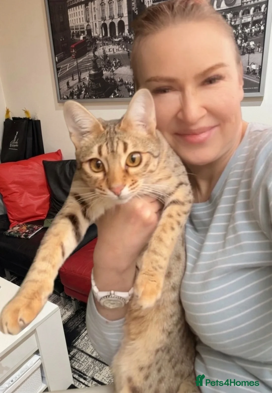 Savannah cats for sale: Young adult F3 female on active register  - Advert 1
