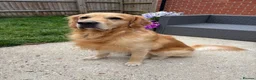 Golden Retriever dogs for sale: Golden Retriever puppies - Advert 4