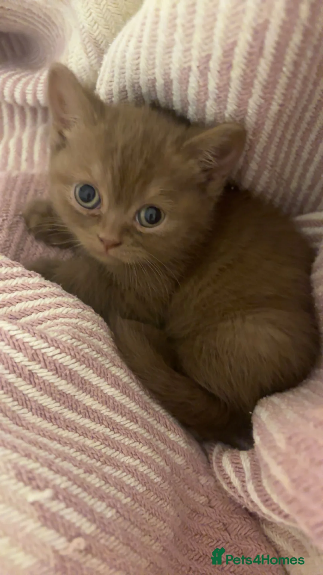 British Shorthair cats for sale: Stunning Lilac and Cinnamon girls available GCCF  - Advert 9