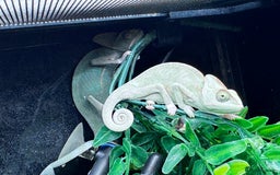 Gecko reptiles for sale: Lizards for sale - lot to choose from  in Nottingham - Image 17