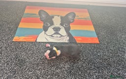 Boston Terrier dogs for sale: Stunning true to type wildax litter - Image 13