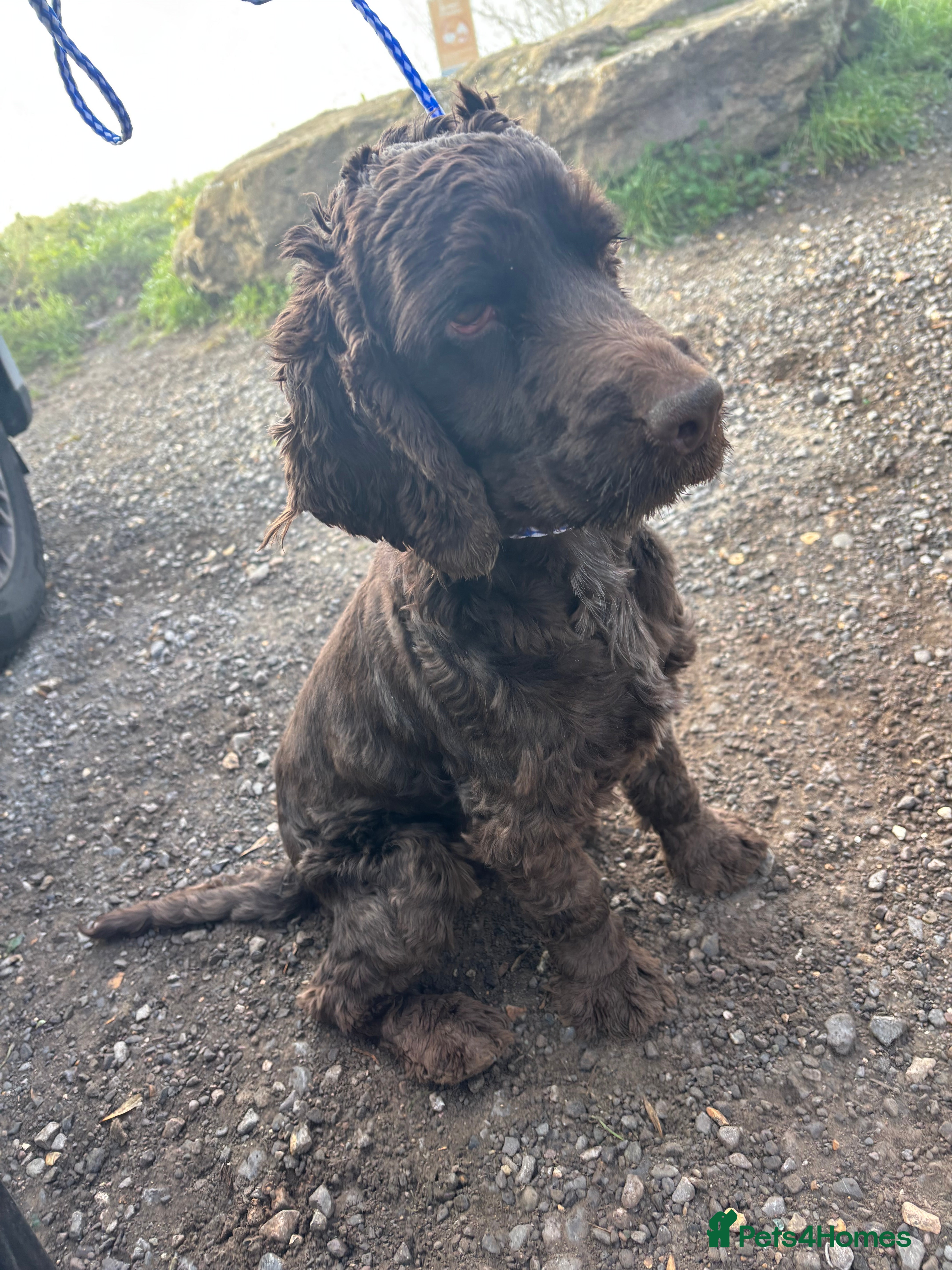 Cocker Spaniel dogs Beautiful chocolate girl English Cocker  - Advert 1