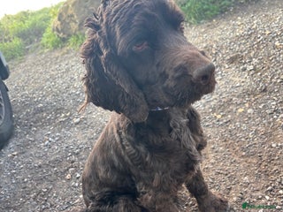 Cocker Spaniel dogs Beautiful chocolate girl English Cocker - Advert 3