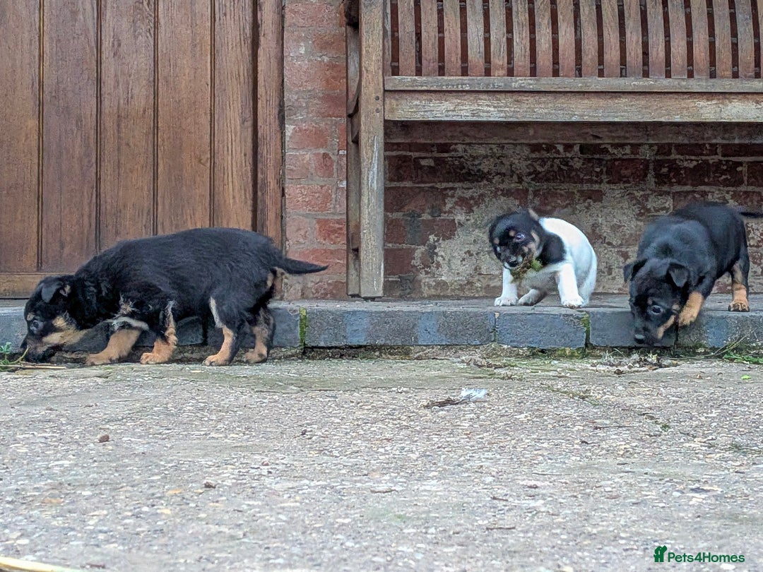 Jack Russell dogs for sale: Jack Russel Puppies for sale - Advert 10