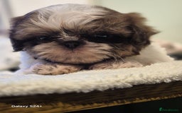 Shih Tzu dogs for sale: Outstanding Imperial Shih Tzu Pups - Image 21
