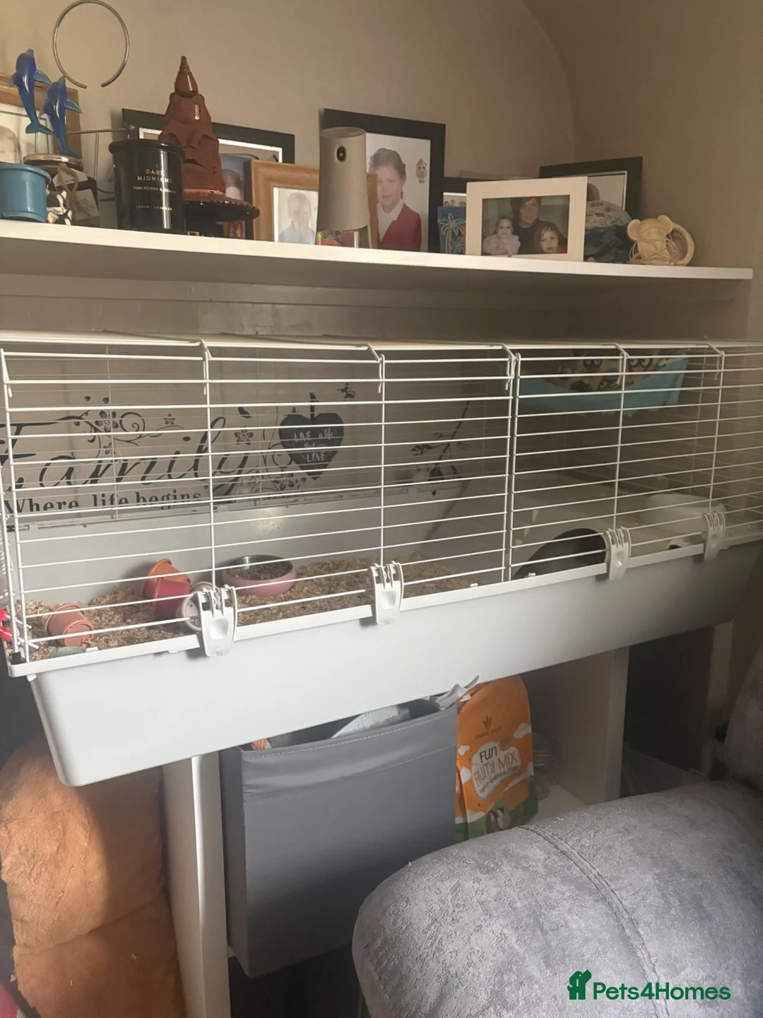 Guinea Pig rodents for sale: 2 male guinea pigs, 10 months old in Dursley - Advert 2