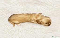 Goldendoodle dogs for sale: Beautiful Goldendoodle pups for sale  - Advert 10