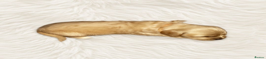 Goldendoodle Puppy 3