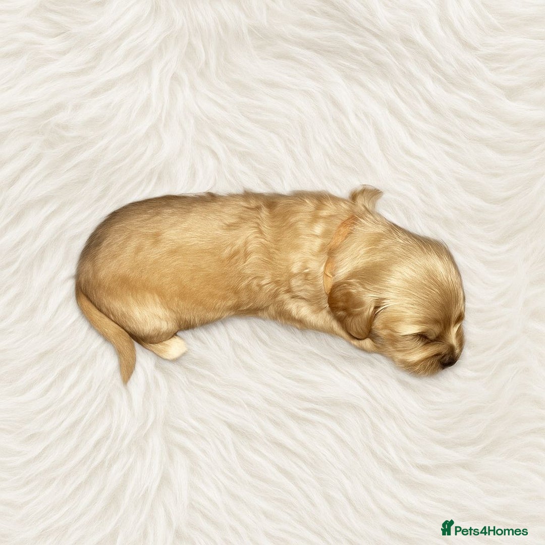 Goldendoodle dogs for sale: Beautiful Goldendoodle pups for sale  - Advert 10