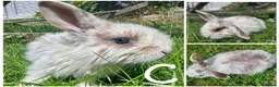 Lionhead rabbits for sale: READY TO LEAVE NOW Lionhead rabbit babies - Advert 4