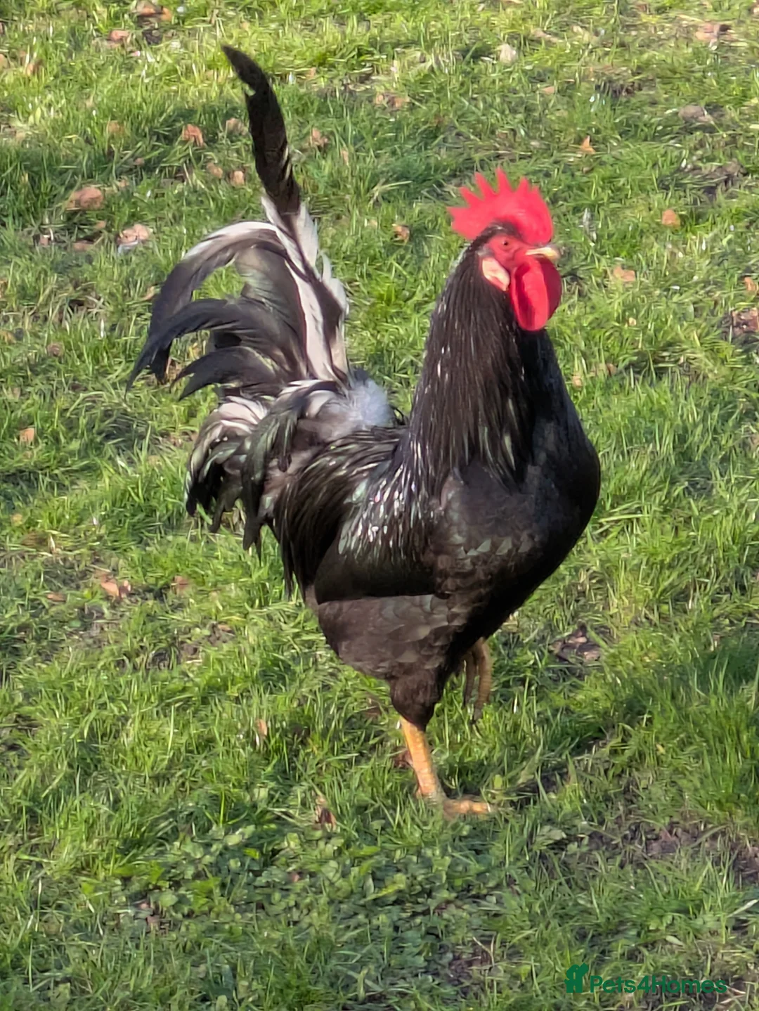 Chickens poultry for sale: Free to Good Home – Small Chicken Flock in Hemel Hempstead - Advert 1