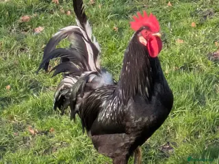 Chickens poultry Free to Good Home – Small Chicken Flock - Advert 1