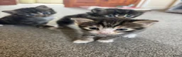 Mixed Breed cats for sale: Grey tabbies for sale - Advert 11