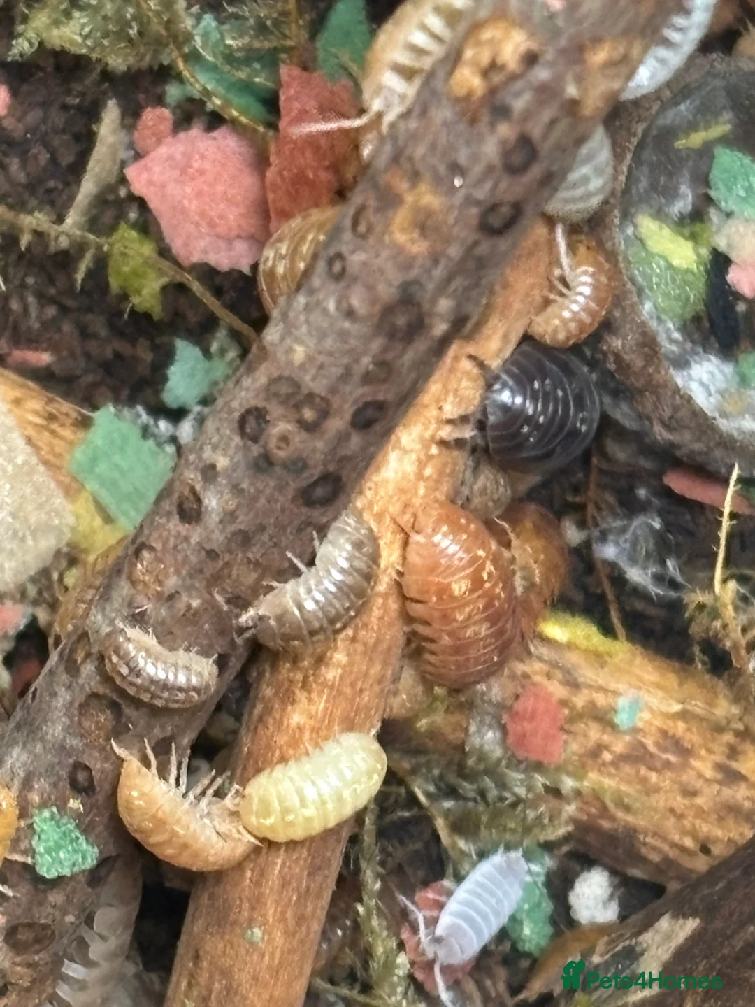 Isopods invertebrates for sale: Mixed types Isopods Orange Springtails  - Advert 18