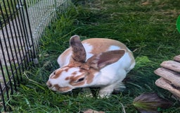 Rex rabbits for sale: Last 3 Mini Rex Babies - Image 4