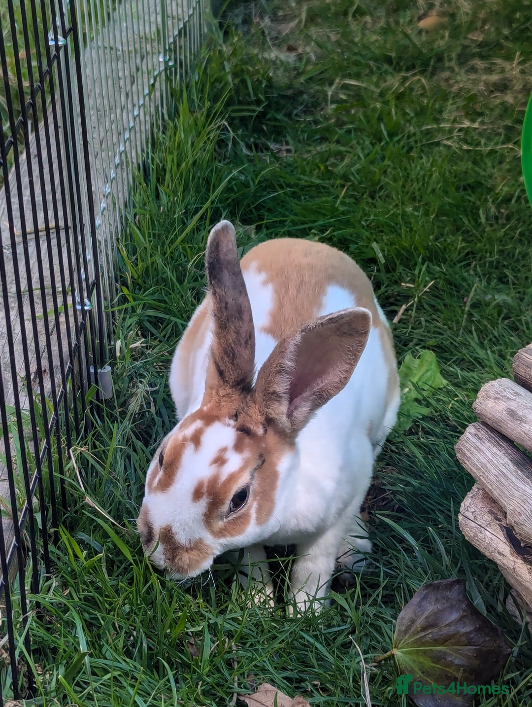 Rex rabbits for sale: Last 3 Mini Rex Babies - Image 4