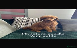 Cavapoo dogs for sale: LAST GIRL LOOKING FOR A FOREVER HOME 🏠  - Image 13