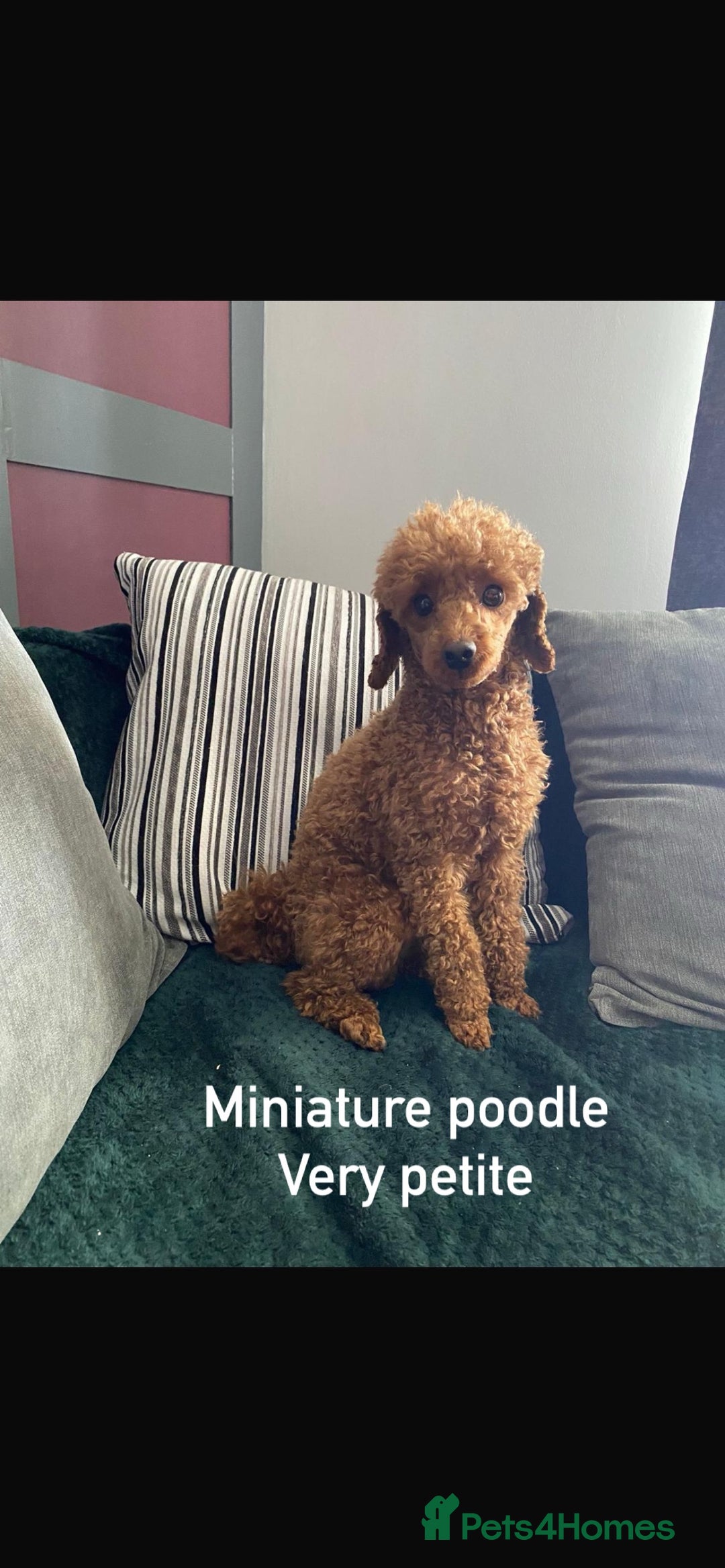 Cavapoo dogs for sale: LAST GIRL LOOKING FOR A FOREVER HOME 🏠  - Image 13