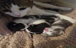 Mixed Breed cats for sale: 2 black and white male kittens for sale - Image 1