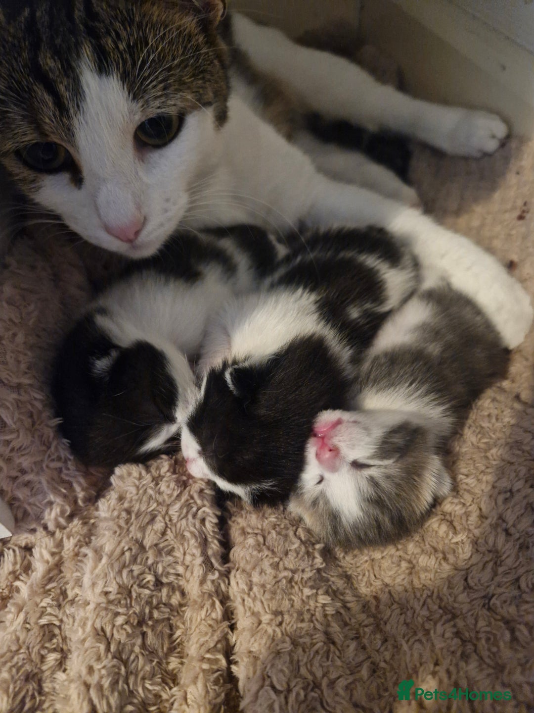 Mixed Breed cats for sale: 2 black and white male kittens for sale - Image 1