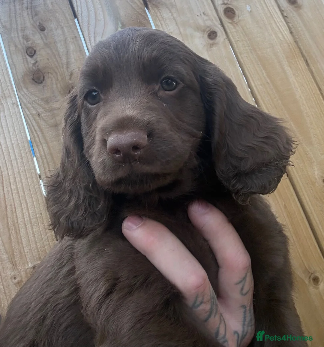 Cocker Spaniel dogs for sale: Singleton pup ready to leave from the 22nd July  - Advert 2