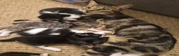 Mixed Breed cats for sale: Kittens - Advert 27
