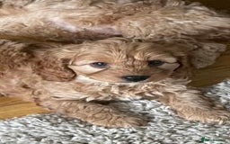 Cockapoo dogs for sale: F1b Cockapoos - Image 4