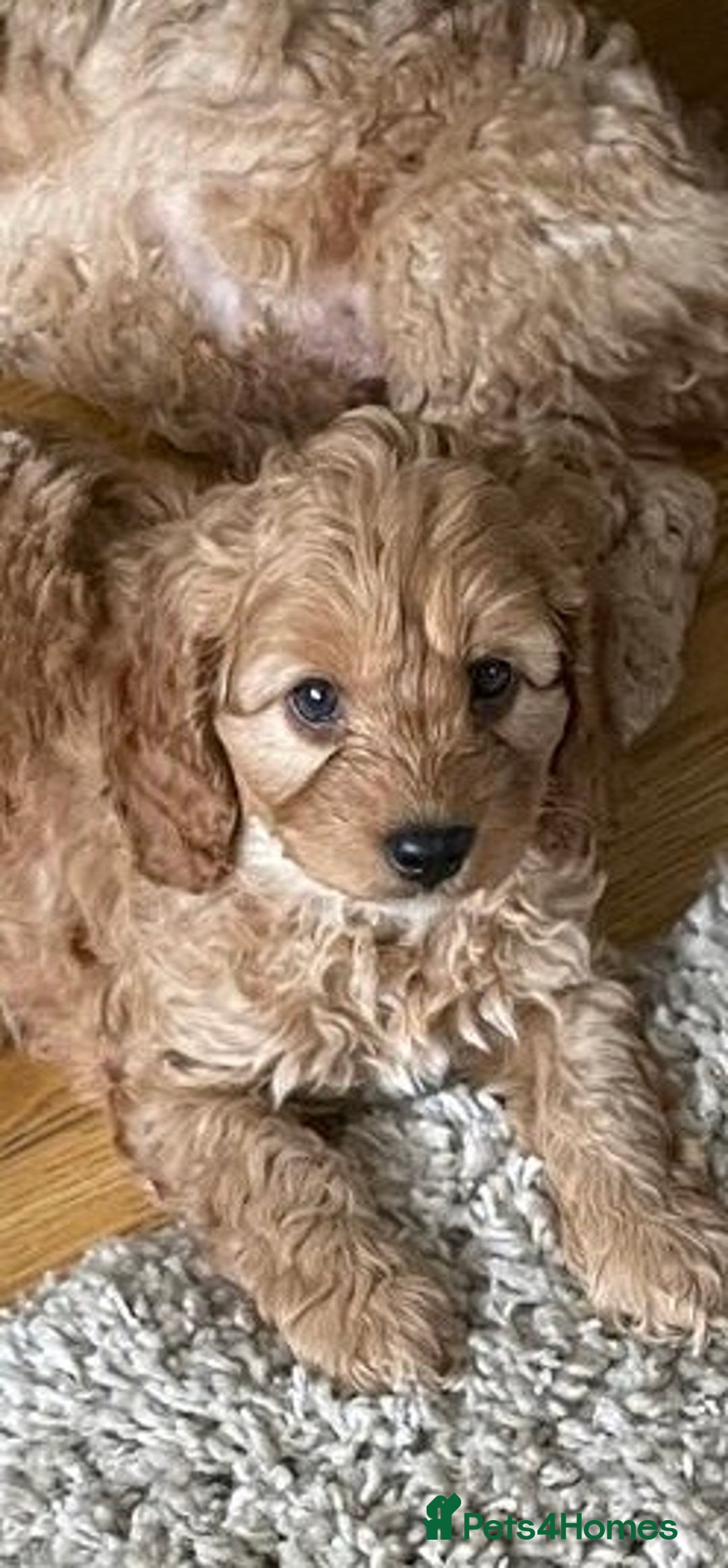 Cockapoo dogs for sale: F1b Cockapoos - Image 4