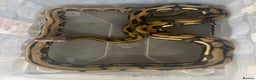 Python Snake reptiles for sale: Retic python  - Advert 1
