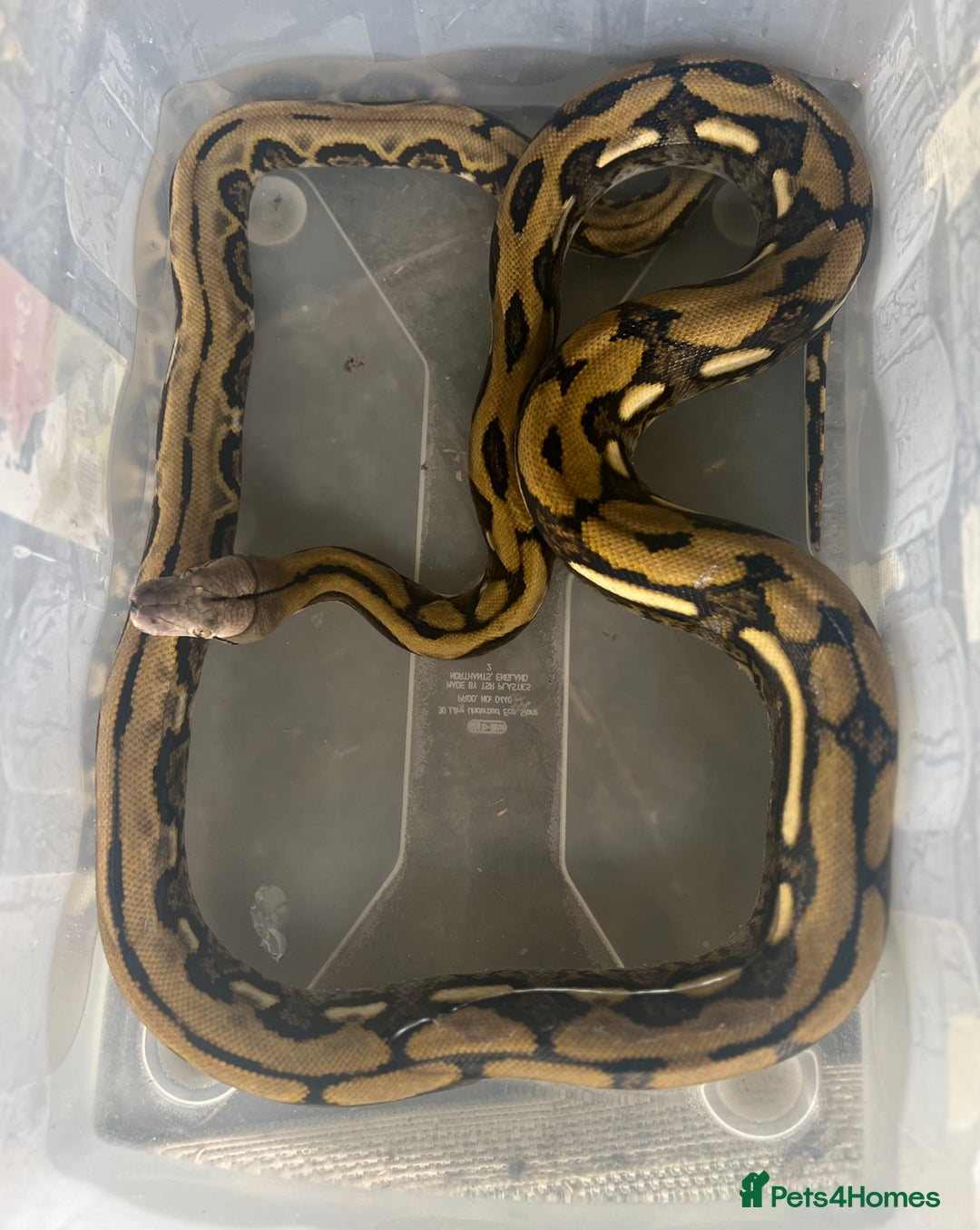 Python Snake reptiles for sale: Retic python  - Advert 1