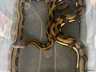 Python Snake reptiles Retic python - Advert 1