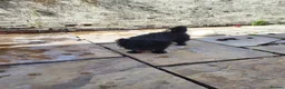 Mixed Breed dogs for sale: Reggie  - Advert 2