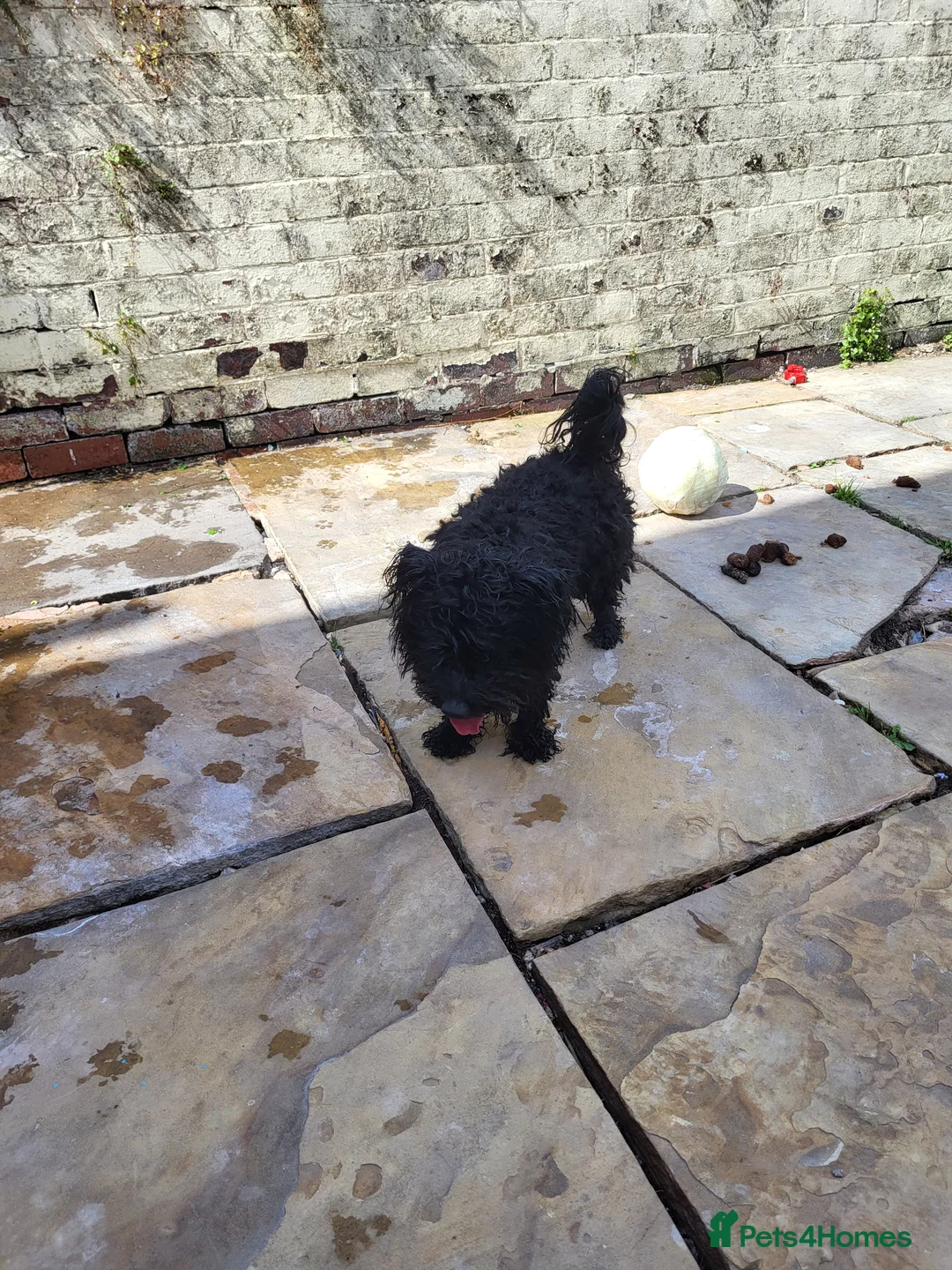 Mixed Breed dogs for sale: Reggie  - Advert 2