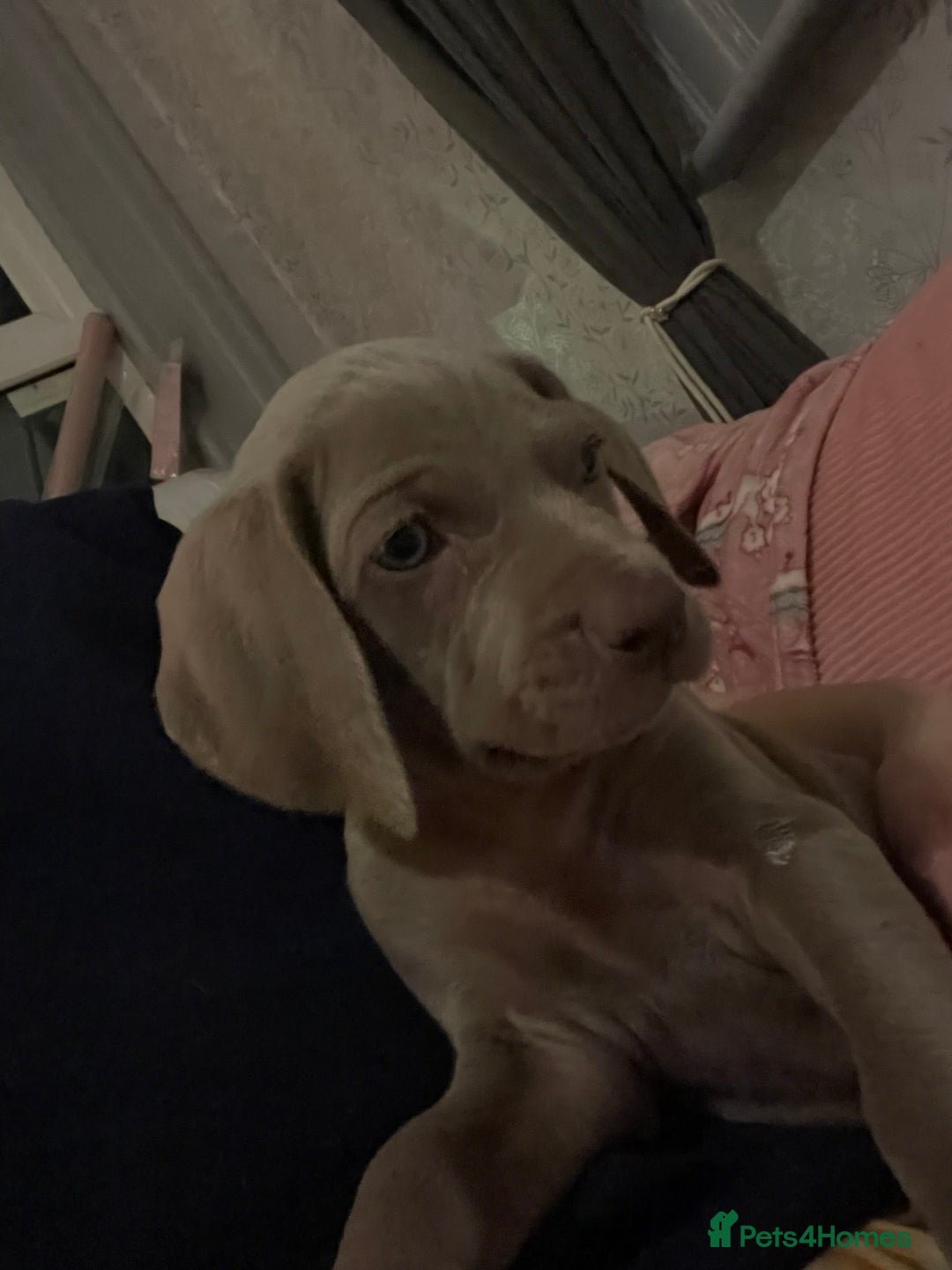 Weimaraner dogs for sale: KC registered Silver puppies - Advert 14