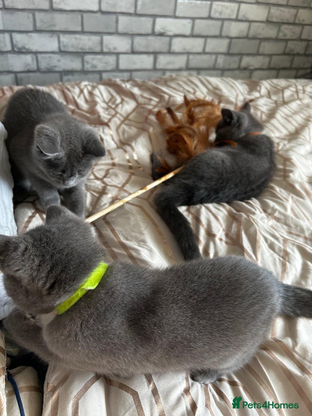 British Shorthair cats for sale: British Shorthair  - Image 8