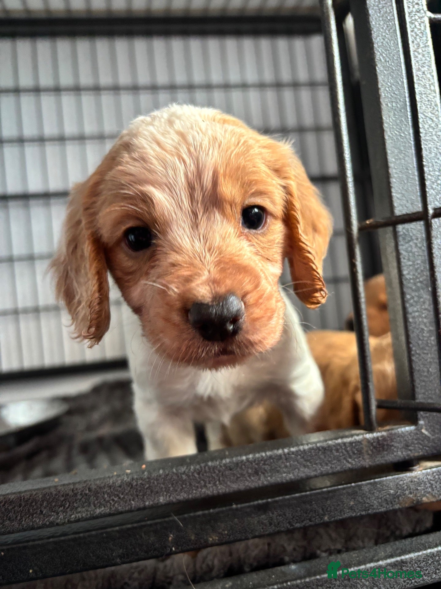 Cocker Spaniel dogs 5⭐️licensed.1 boy left.KC working cocker spaniel - Advert 1