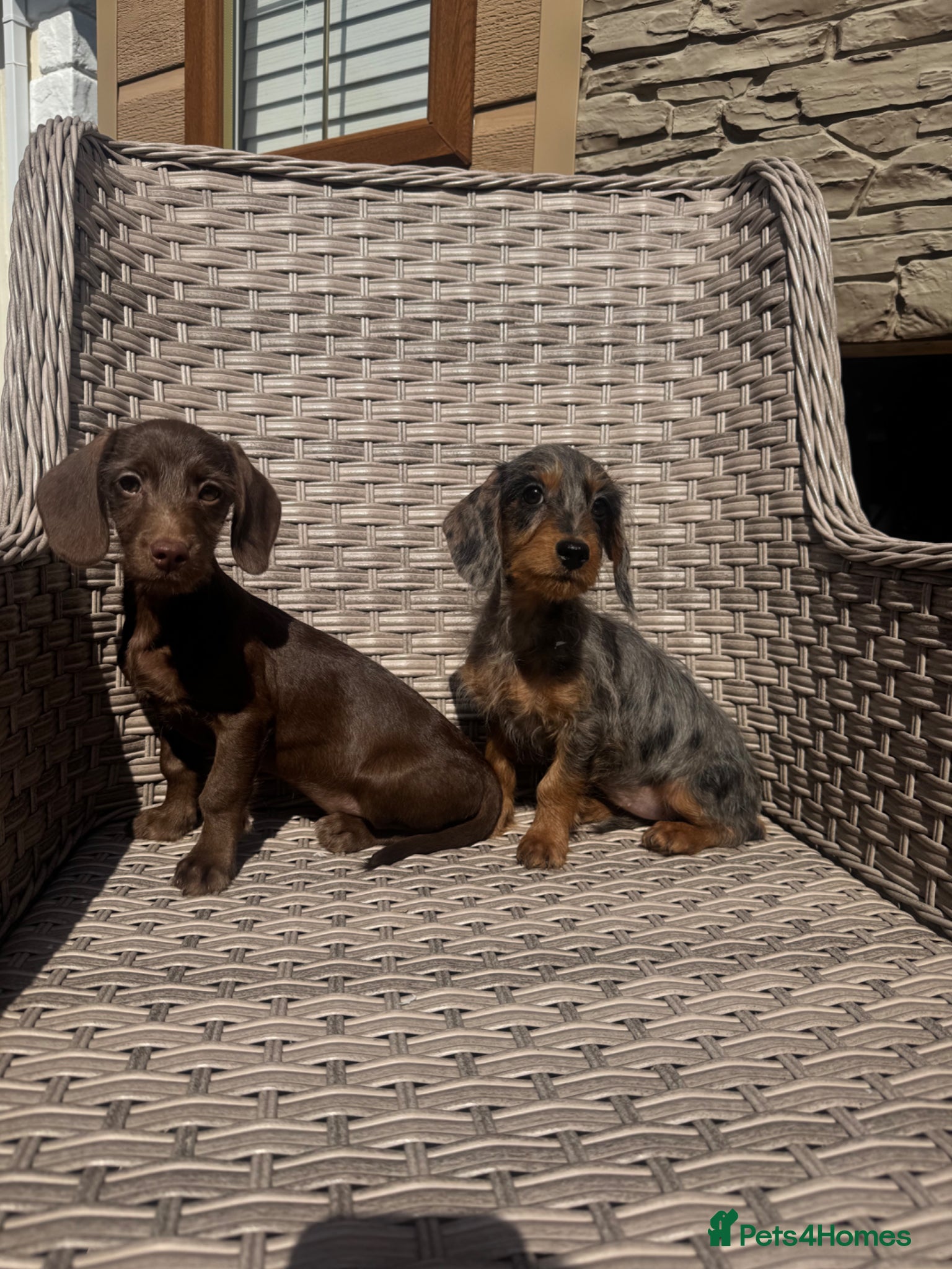 Doxiepoo dogs Stunning daxiepoos (council licensed breeder) - Advert 1