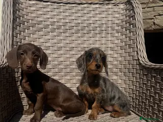 Doxiepoo dogs Stunning daxiepoos (council licensed breeder) - Advert 18