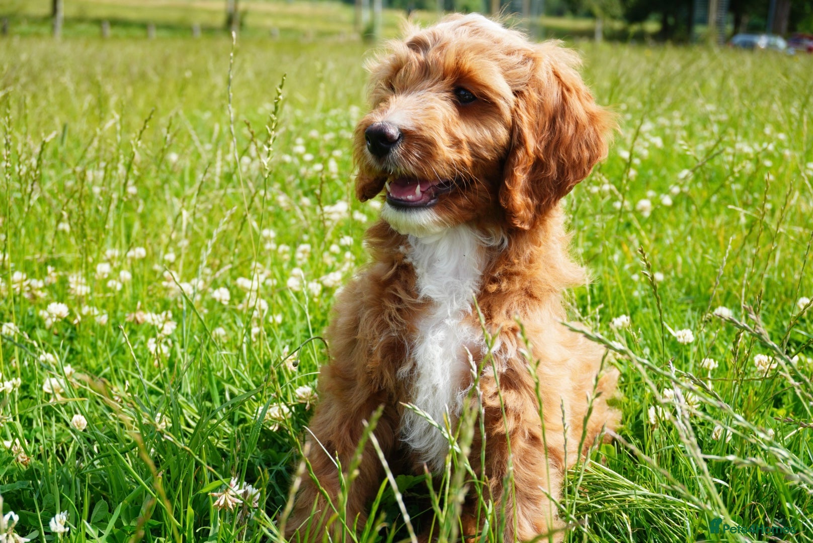 Australian Labradoodle dogs 6 Australian Labradoodles Pups - READY NOW - Advert 1