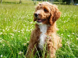 Australian Labradoodle dogs 6 Australian Labradoodles Pups - READY NOW - Advert 1