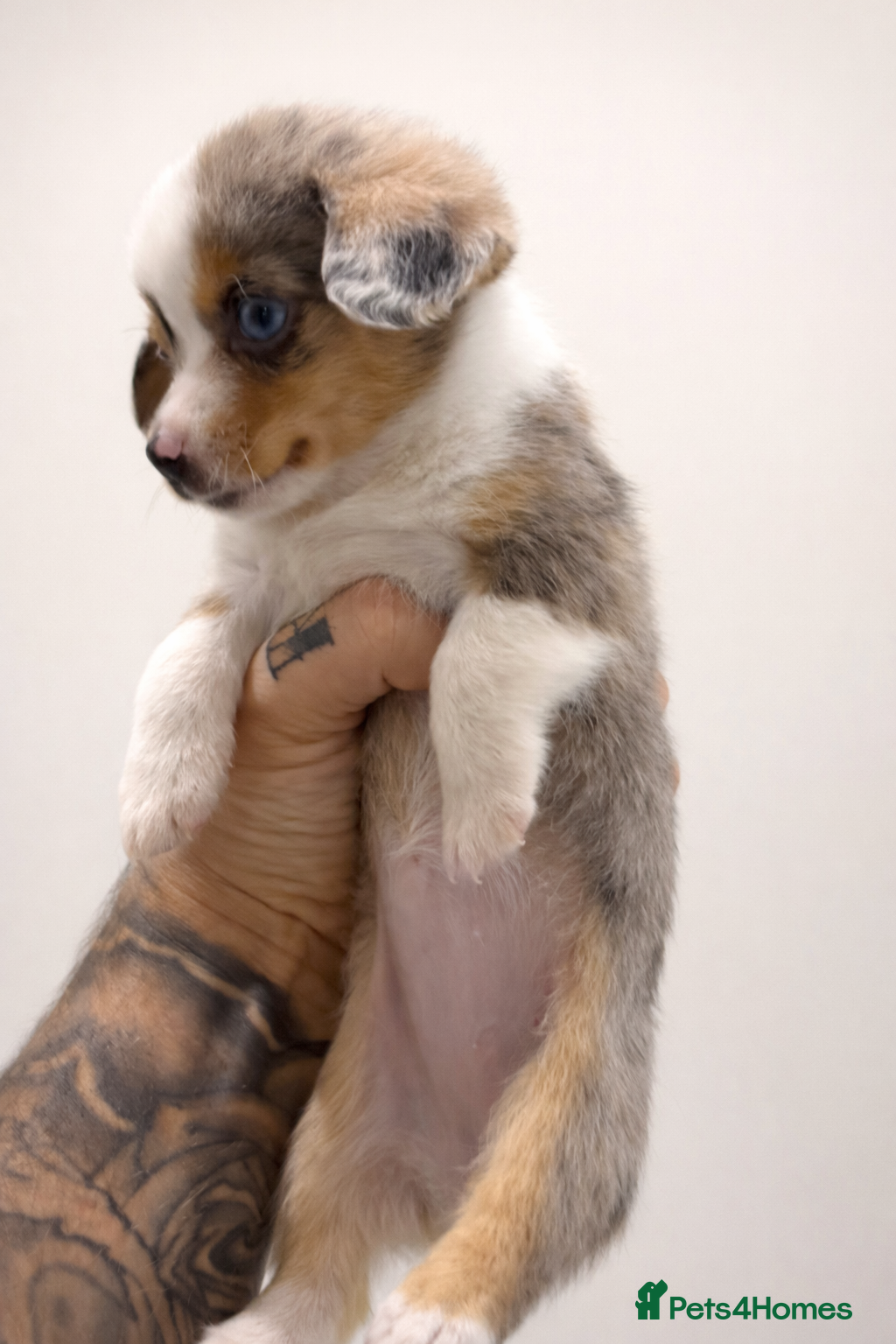 Miniature Dachshund dogs ONE LEFT! DECIDED TO SELL OUR KEEPER GIRL - Advert 18