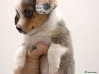 Miniature Dachshund dogs ONE LEFT! DECIDED TO SELL OUR KEEPER GIRL - Advert 18