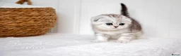 Scottish Fold cats for sale: Scottish Fold Healthy & Socialised - Advert 5