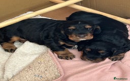 Cocker Spaniel dogs for sale: Working Cocker Spaniels  - Image 4