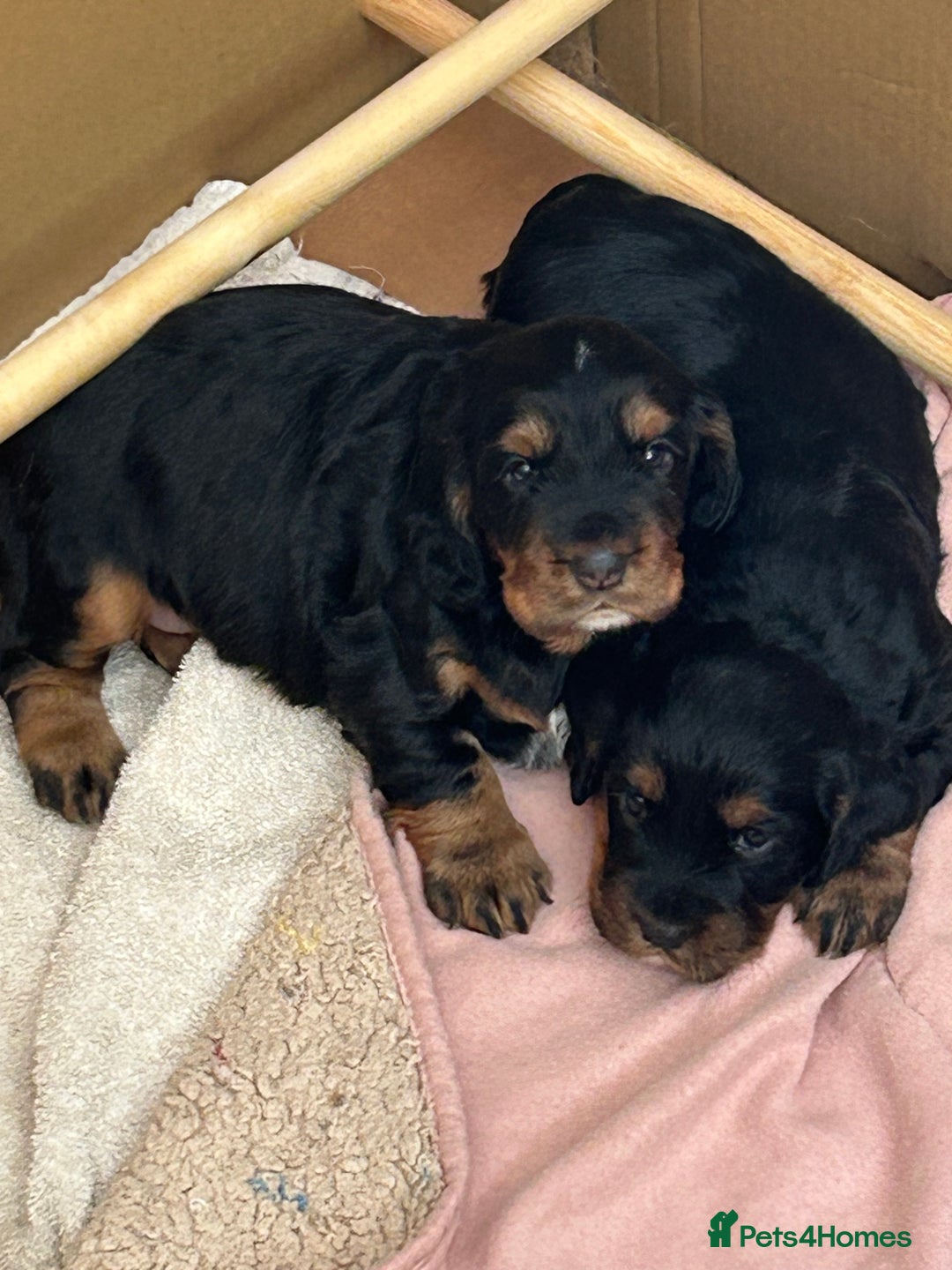 Cocker Spaniel dogs for sale: Working Cocker Spaniels  - Image 4