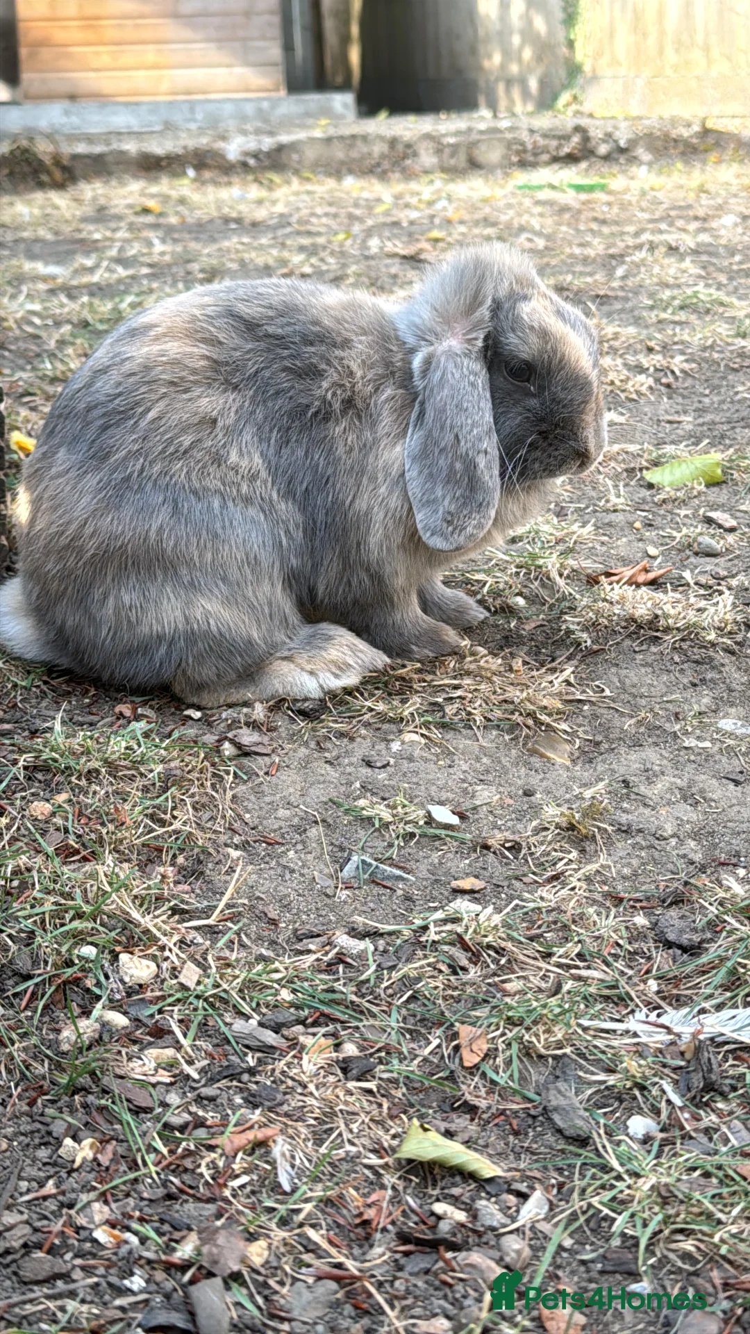 Mini Lop rabbits for sale: Harlequin mini lop for adoption  - Advert 4